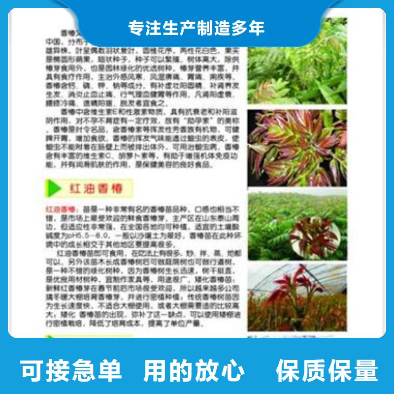 【香椿苗】梨树苗可定制有保障