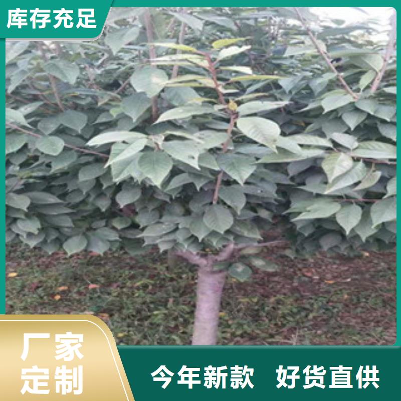 樱花_核桃苗樱花苗长果桑树苗免费回电