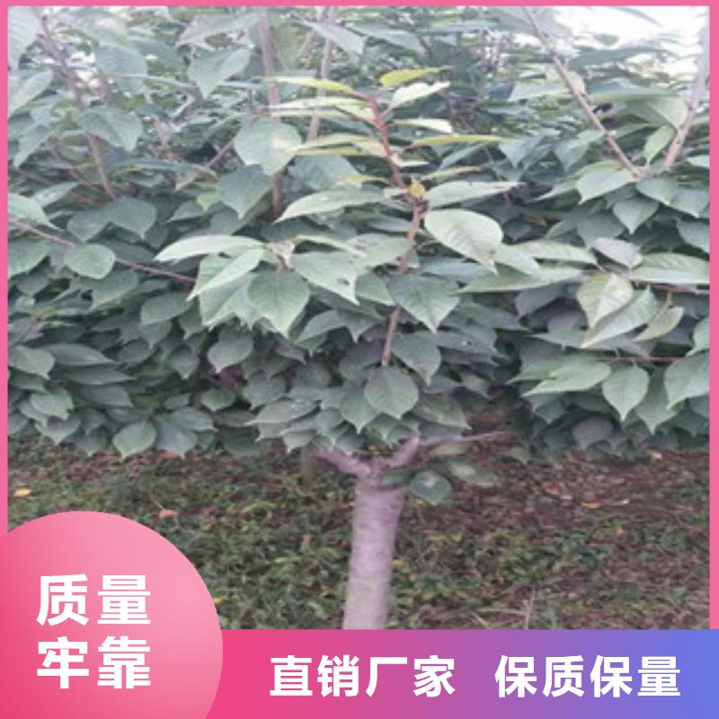 【樱花蓝莓苗厂家现货批发】