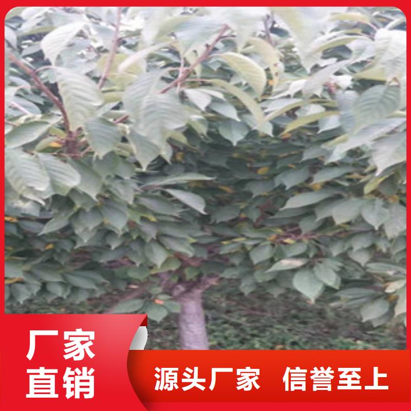樱花树莓苗质优价保