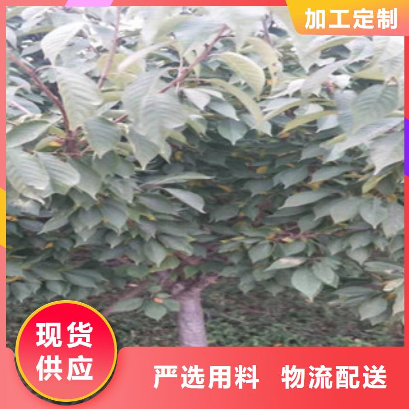 樱花占地果树厂家直营