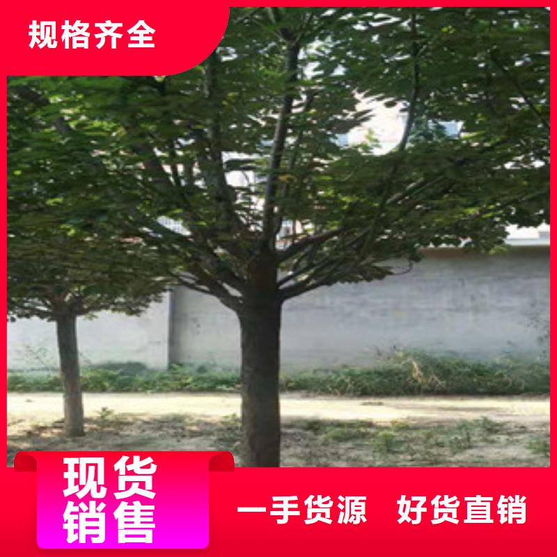 樱花【核桃苗樱花苗长果桑树苗】大厂生产品质