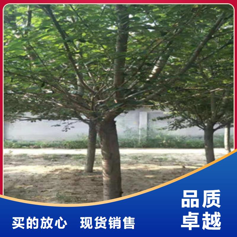 樱花【占地果树】工厂现货供应