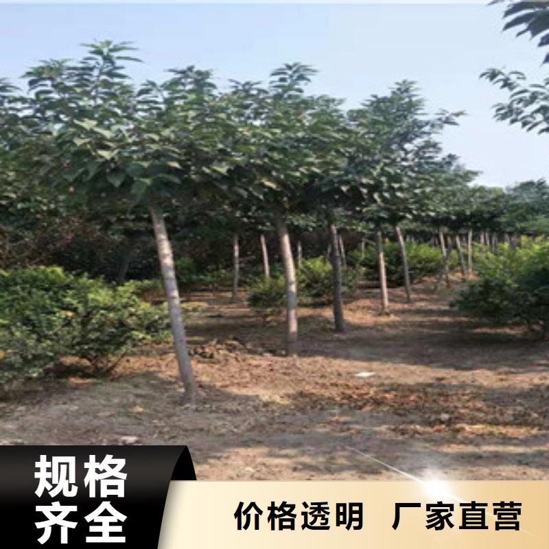 绿化树 绿化工程视频-亳州市绿化树 绿化工程-(同城)可服务区域涡阳|谯城|池州|淮南|合肥|黄山