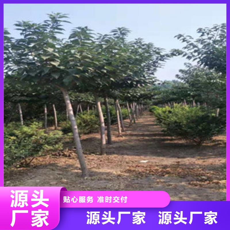 【樱花】,核桃苗樱花苗长果桑树苗采购