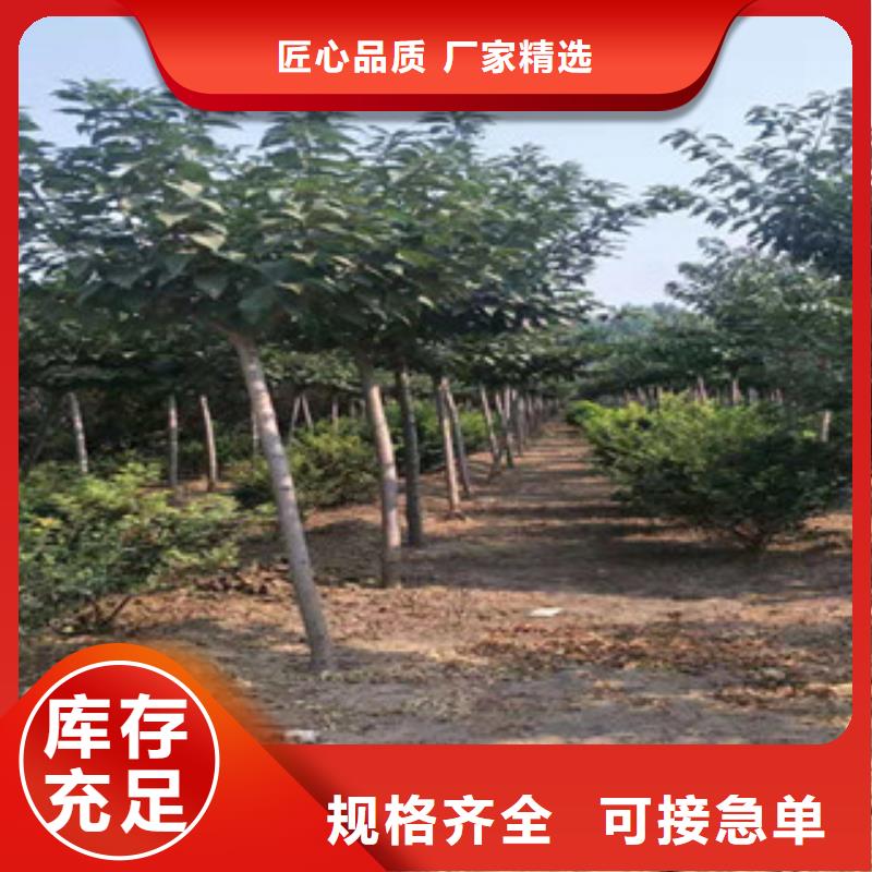 樱花【占地果树】工厂现货供应