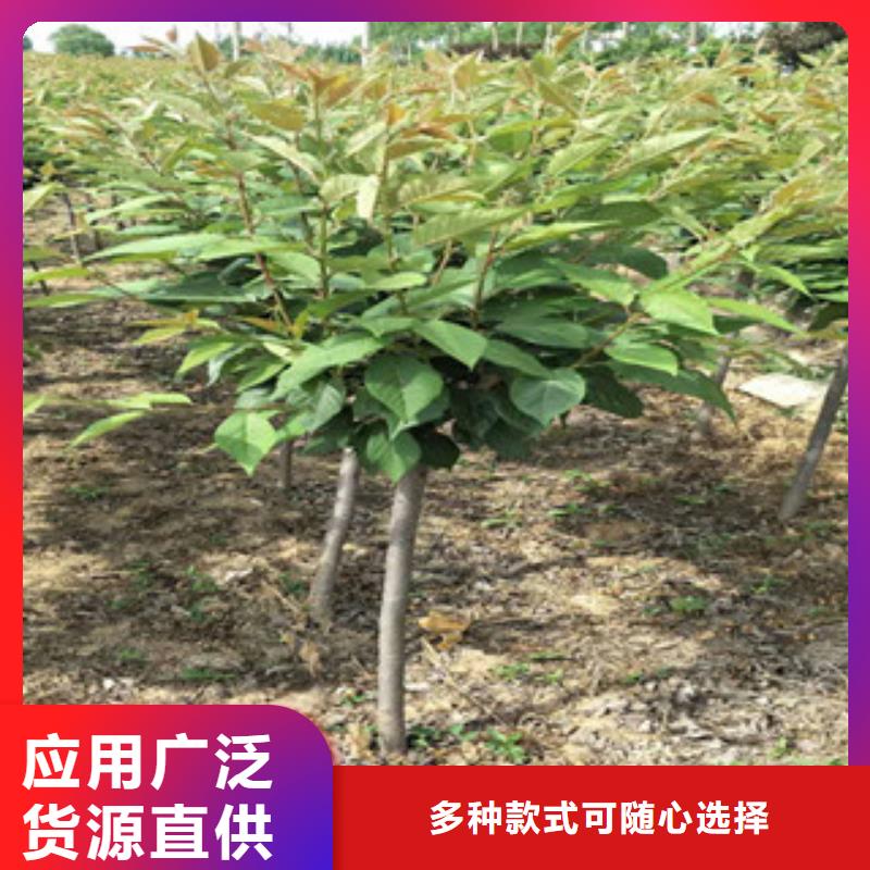 【樱花】_蓝莓苗优选厂家