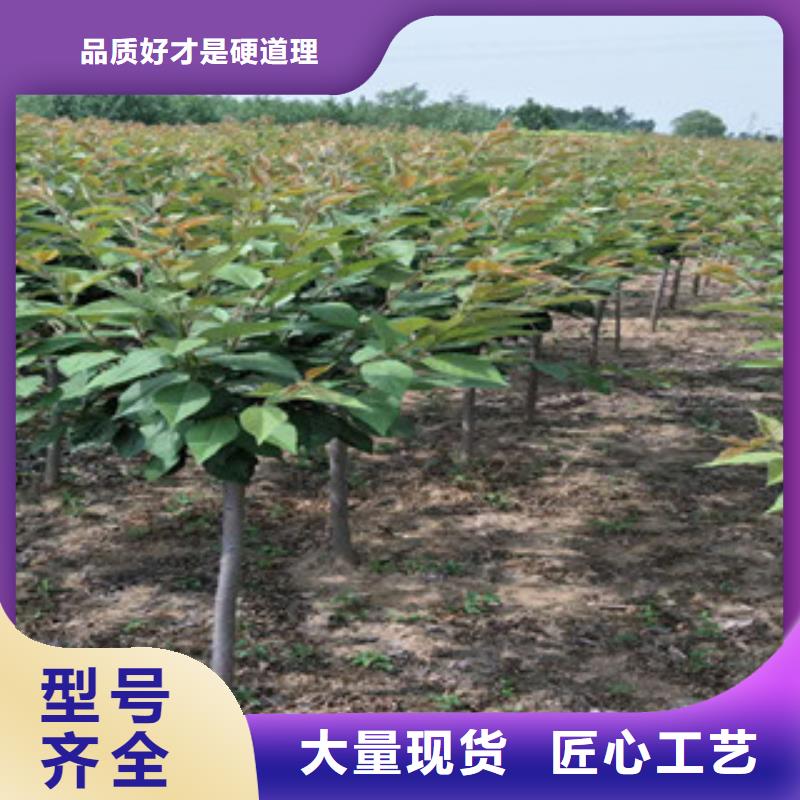 樱花蓝莓苗支持拿样