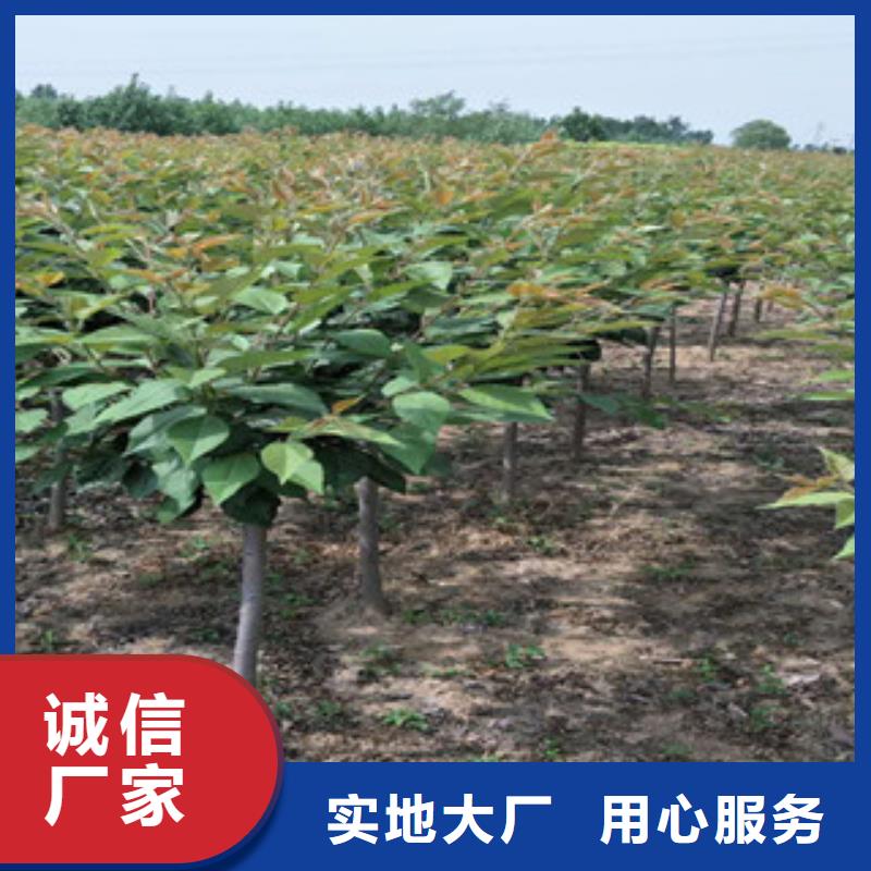 【樱花占地果树现货实拍】