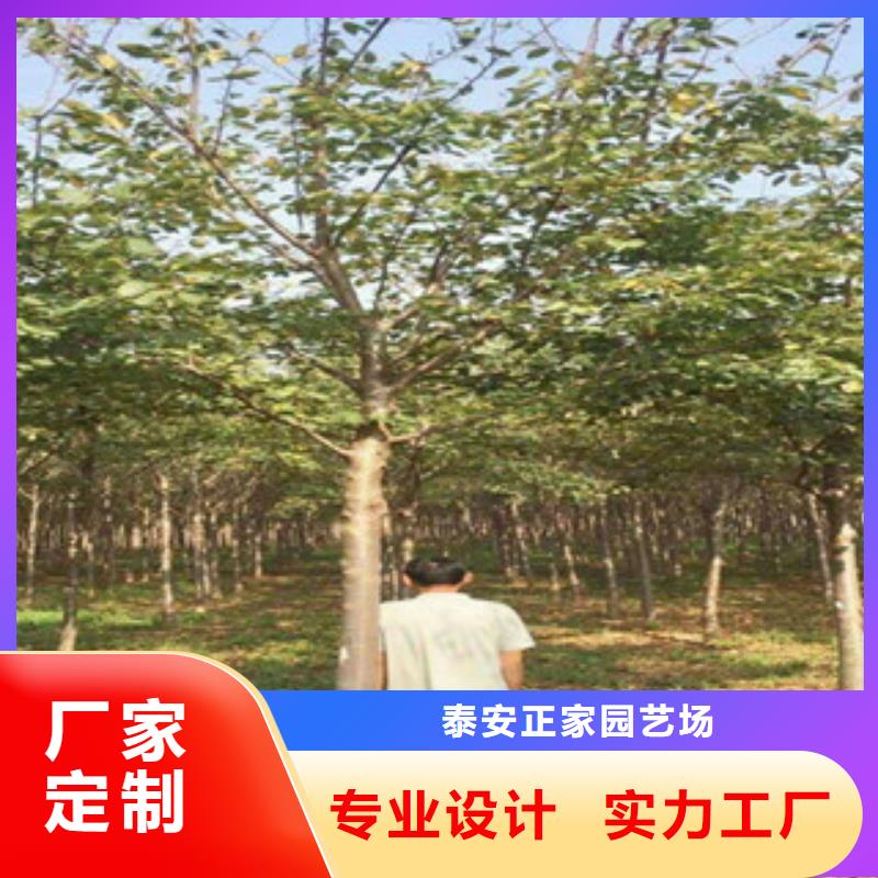 【樱花】蓝莓苗质量无忧