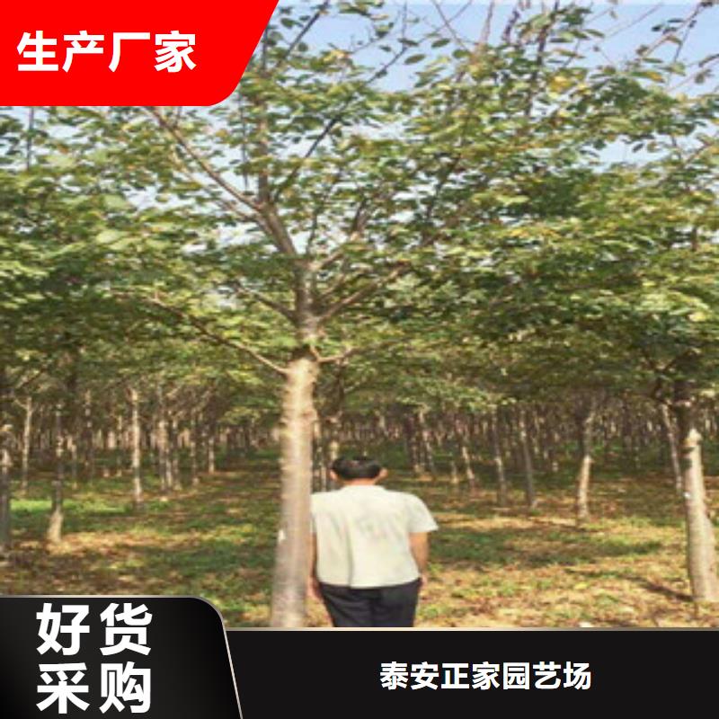 【 樱花占地果树源头直供】 正家园艺场(河池市分公司)
