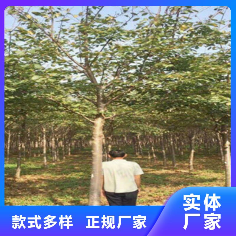 樱花国槐研发生产销售