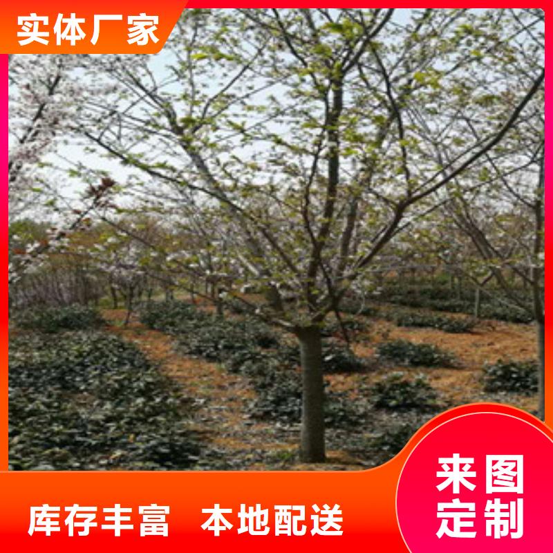 樱花【占地果树】工厂现货供应