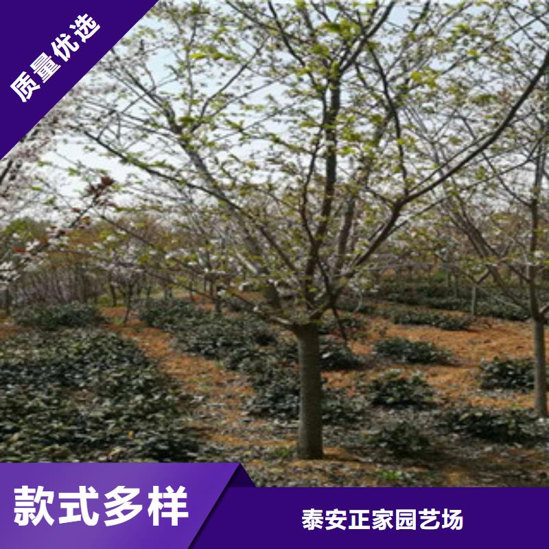 【樱花占地果树现货实拍】