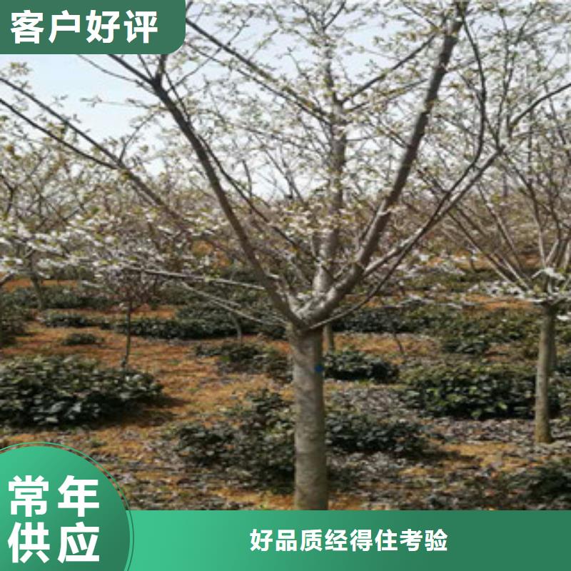 【樱花】占地果树价格有优势