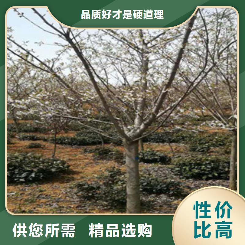 樱花_【钙果苗】一手货源 正家园艺场(亳州市分公司)
