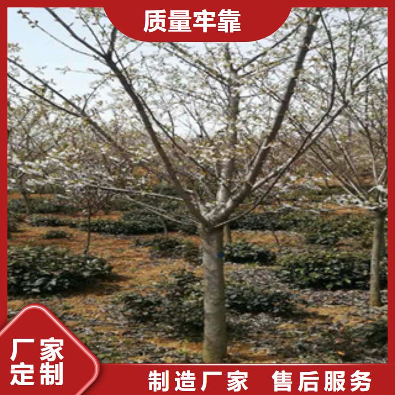 【樱花蓝莓苗厂家现货批发】