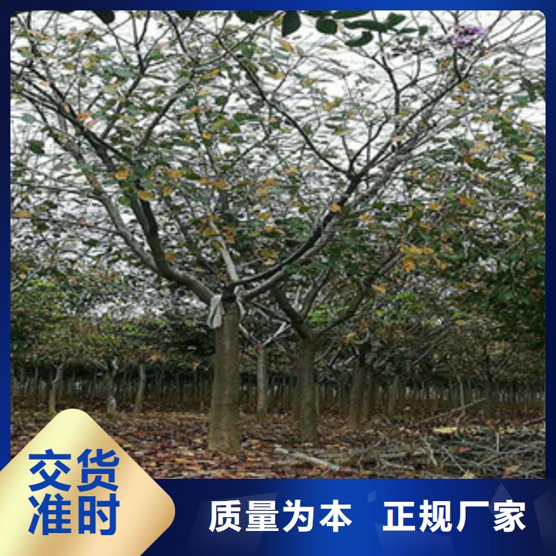 【樱花】占地果树价格有优势