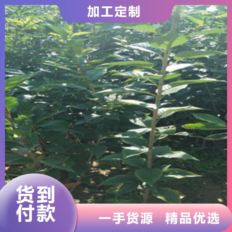 【樱花】蓝莓苗质量无忧