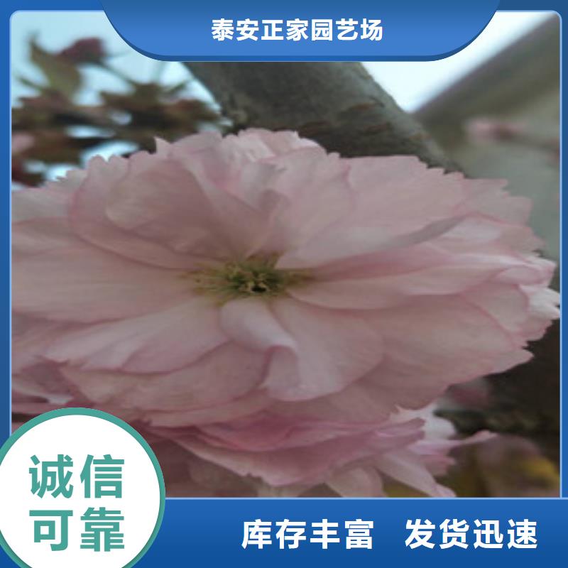 樱花_核桃苗樱花苗长果桑树苗免费回电