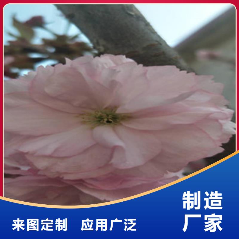 【樱花占地果树厂家直销售后完善】