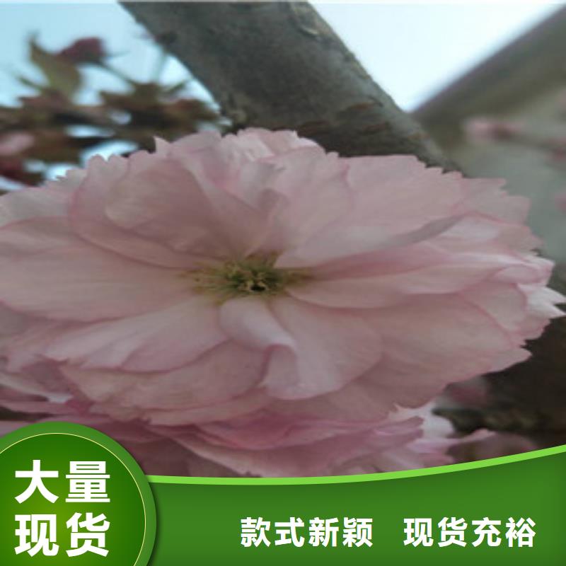 【樱花】,蓝莓苗免费询价