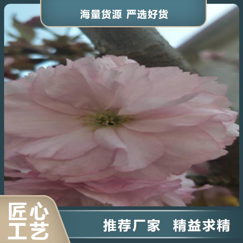 【樱花核桃苗樱花苗长果桑树苗免费寄样】