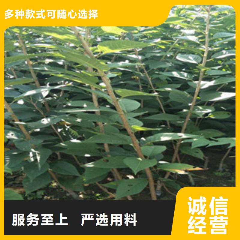 【樱花碧桃源头工厂】