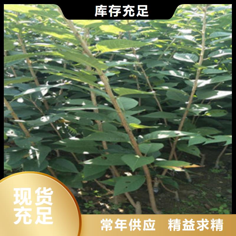 【樱花占地果树现货实拍】