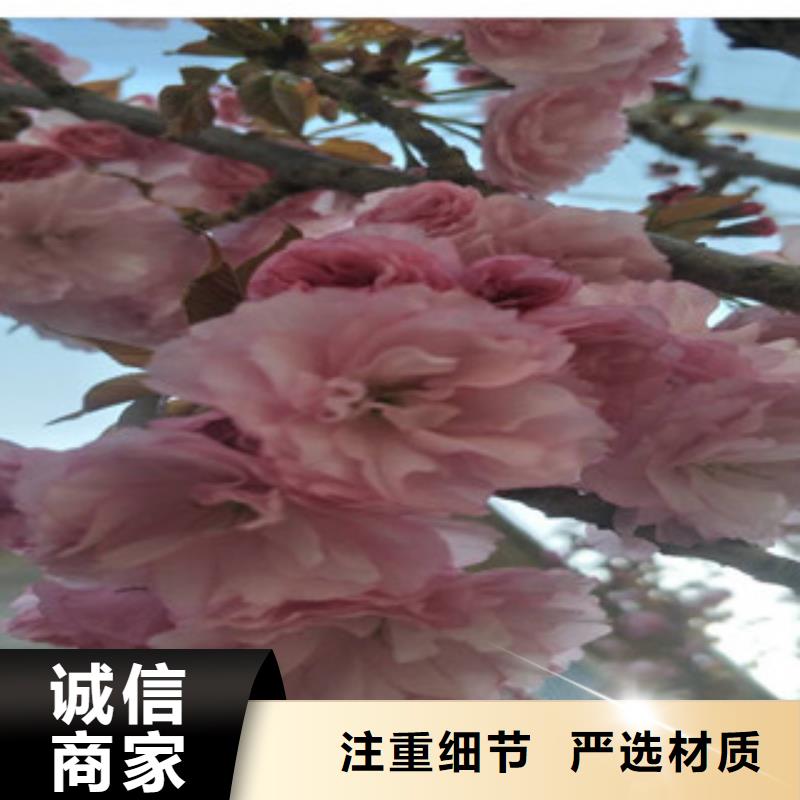 【樱花占地果树现货实拍】