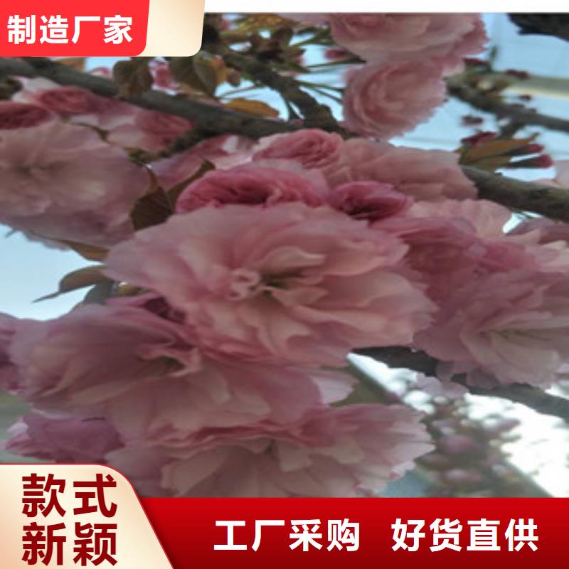 樱花核桃苗樱花苗长果桑树苗好产品好服务