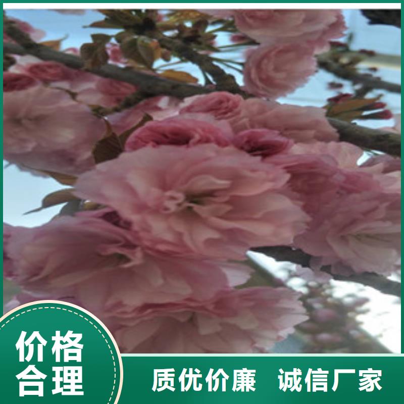 【樱花核桃苗樱花苗长果桑树苗免费寄样】