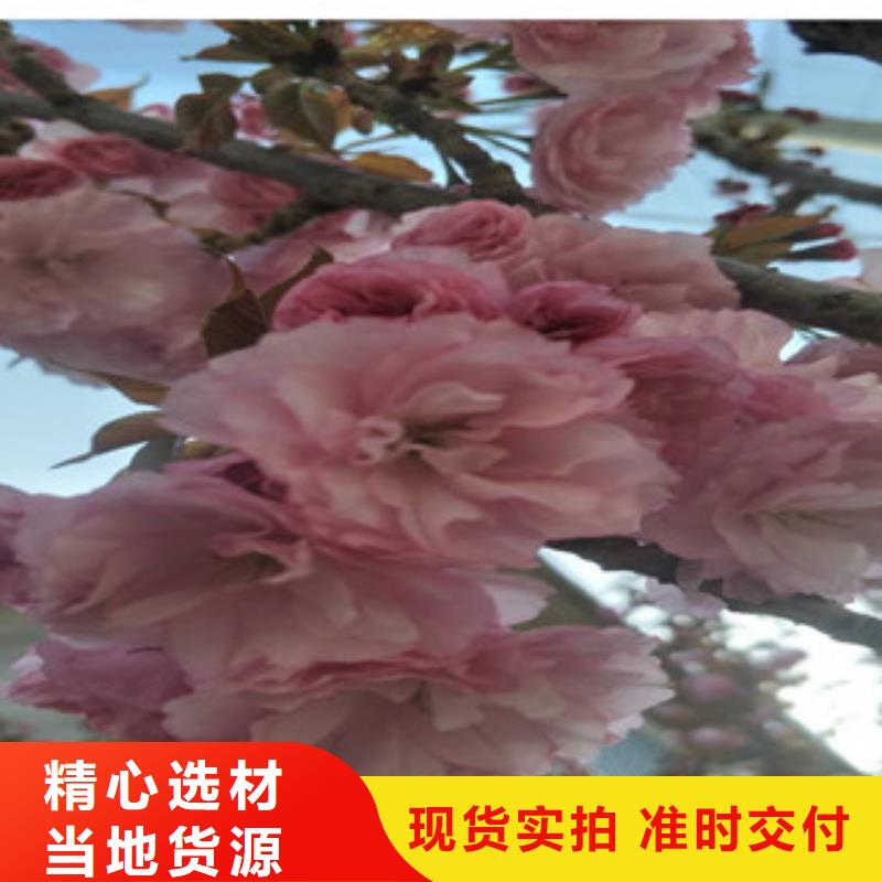 樱花绿化树绿化工程厂家案例