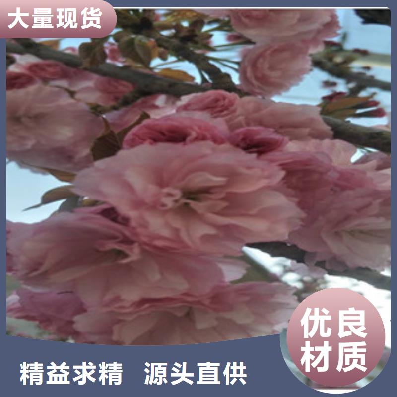 樱花,【碧桃】好货有保障