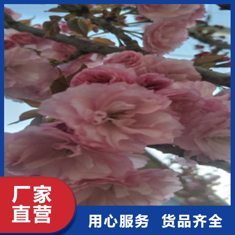 【樱花】蓝莓苗质量无忧