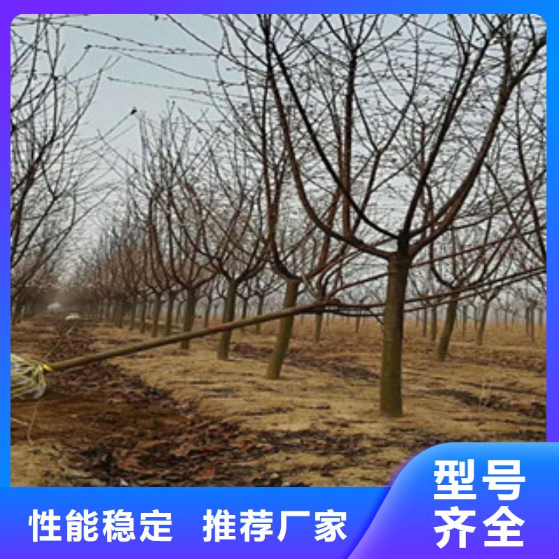 【樱花】蓝莓苗质量无忧