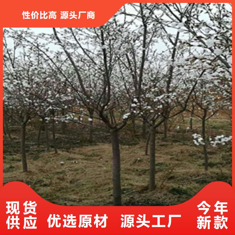 【樱花占地果树厂家直销售后完善】