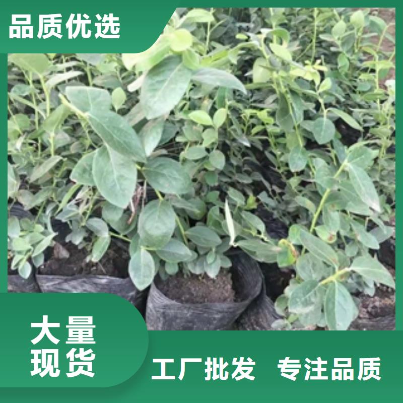 蓝莓苗,【绿化树绿化工程】生产型