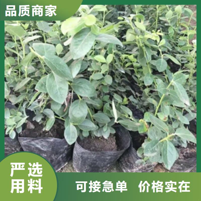 蓝莓苗占地果树精选优质材料