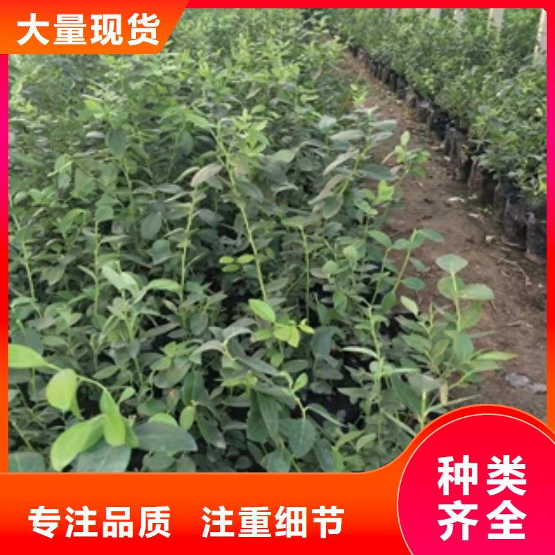 【蓝莓苗】占地果树精选好货