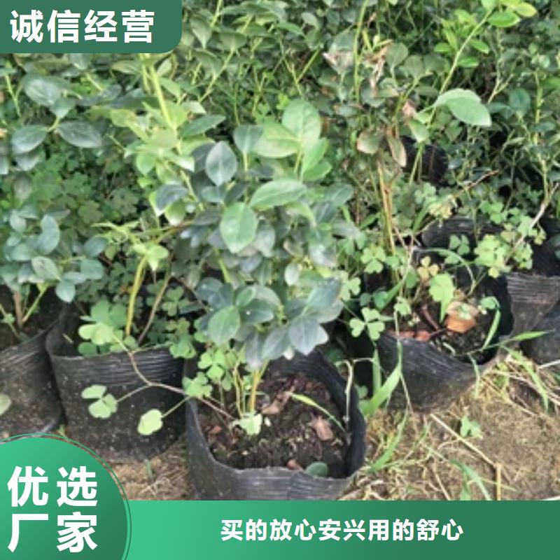 【藍莓苗】綠化樹綠化工程精品優選