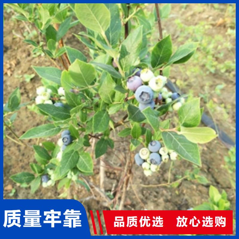 蓝莓苗-钙果苗应用范围广泛