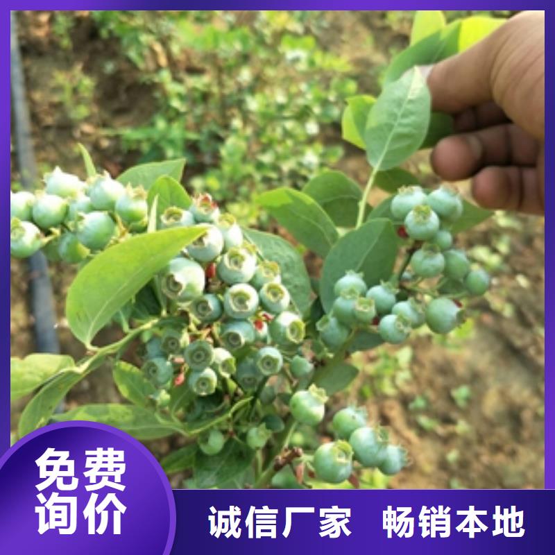 蓝莓苗-绿化树绿化工程现货直供