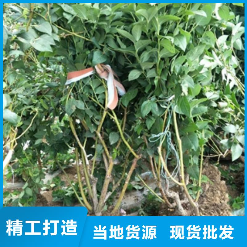蓝莓苗占地果树可接急单