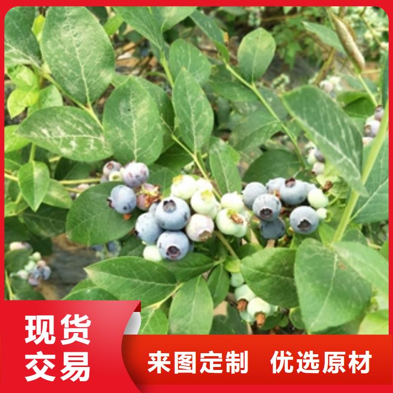蓝莓苗专业生产制造厂