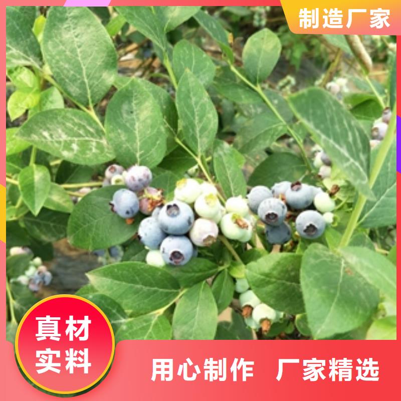 蓝莓苗占地果树实力公司