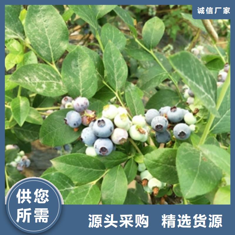 蓝莓苗【碧桃】多种工艺