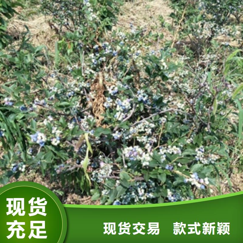 【蓝莓苗】-钙果苗厂家工艺先进