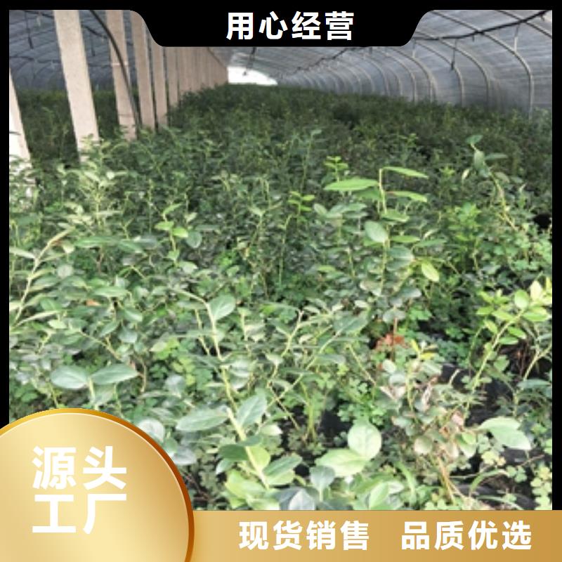 蓝莓苗绿化树绿化工程批发货源