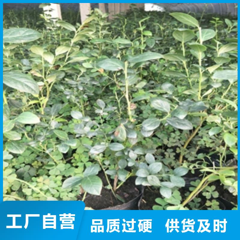 蓝莓苗-钙果苗应用范围广泛